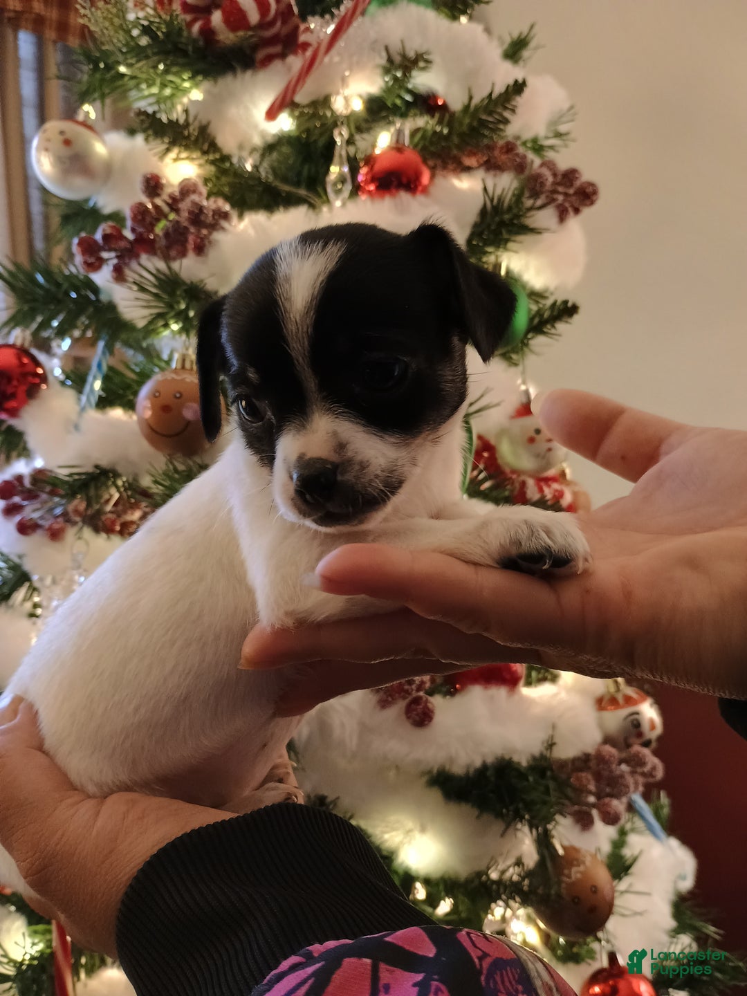 Chihuahua dogs for sale: Bell - Ad 6