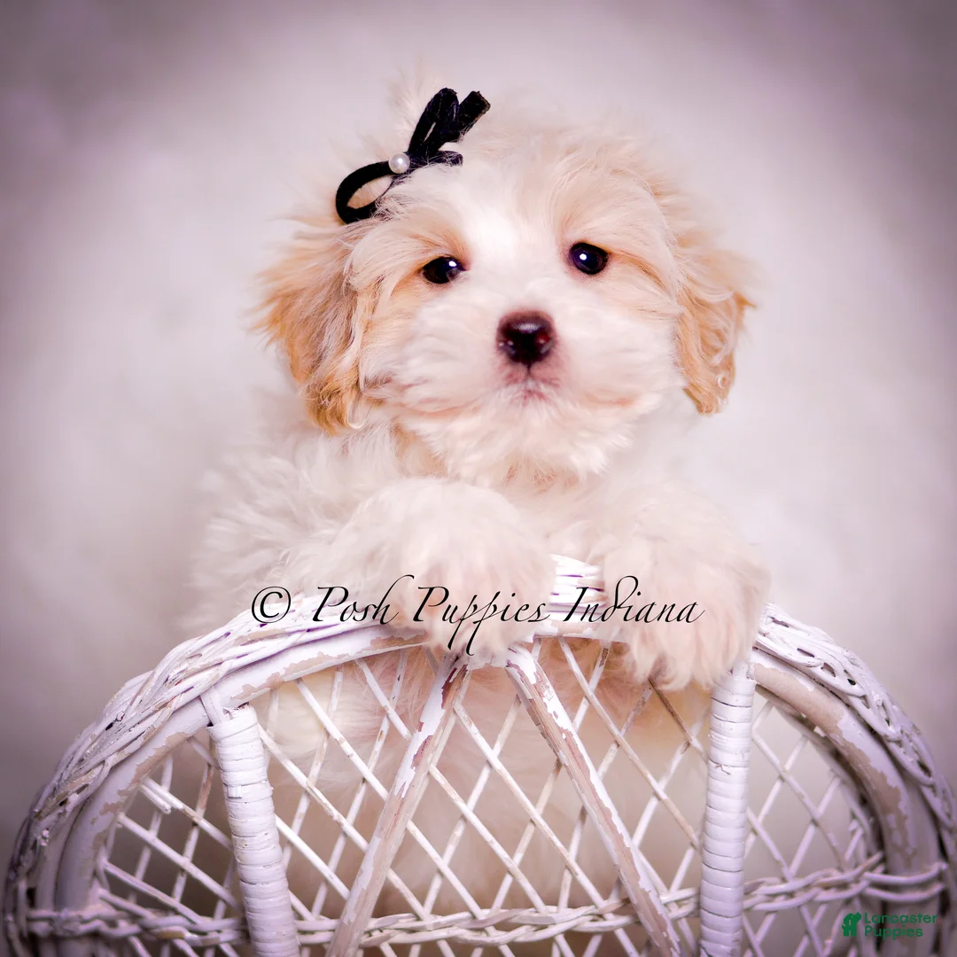 Maltipoo dogs for sale: Walnut - Ad 5