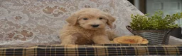 Goldendoodle dogs for sale: Skyler - Ad 4