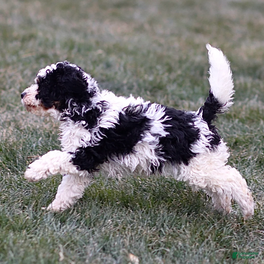 Mini Bernedoodle dogs for sale: Hugo - Ad 7