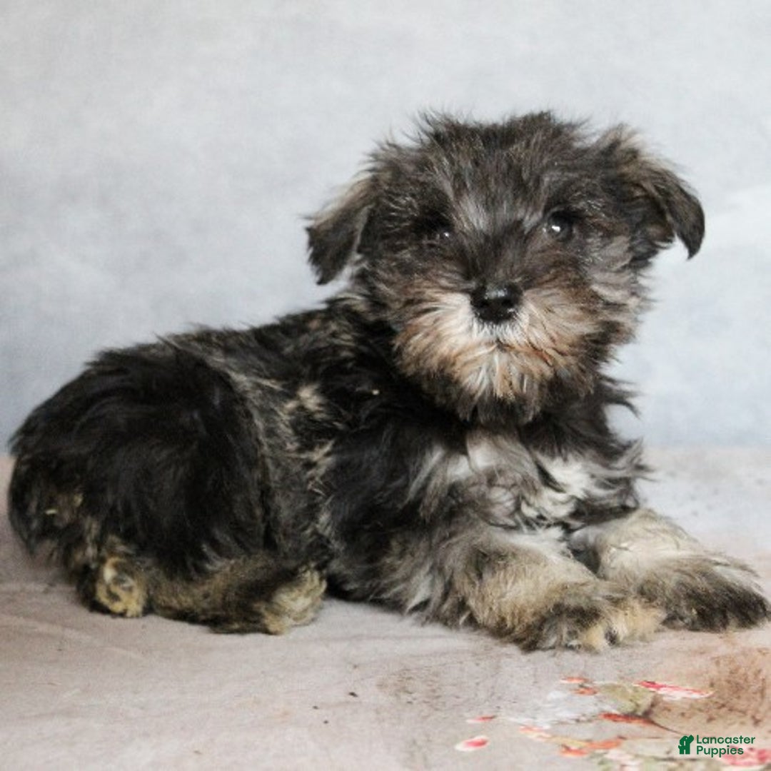 Miniature Schnauzer dogs for sale: River - Ad 3