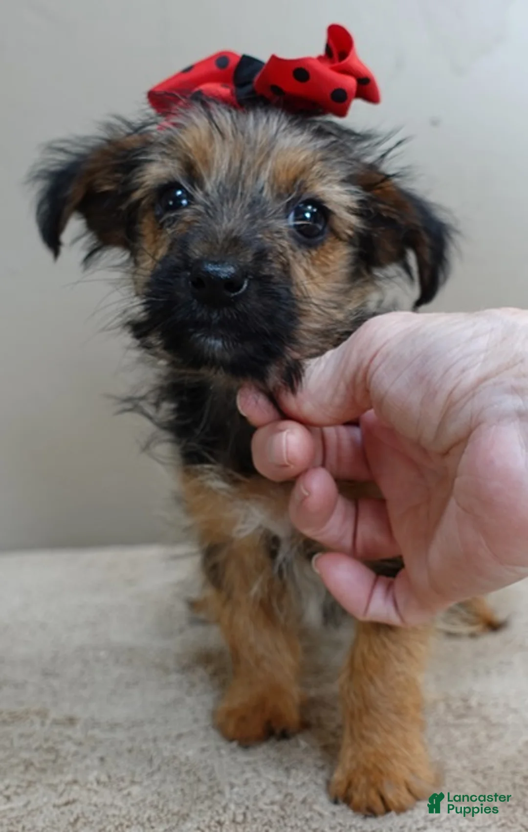 Yorkshire Terrier dogs for sale: Little guy 2 lbs - Ad 6