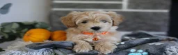 Maltipoo dogs for sale: Mochi - Ad 4