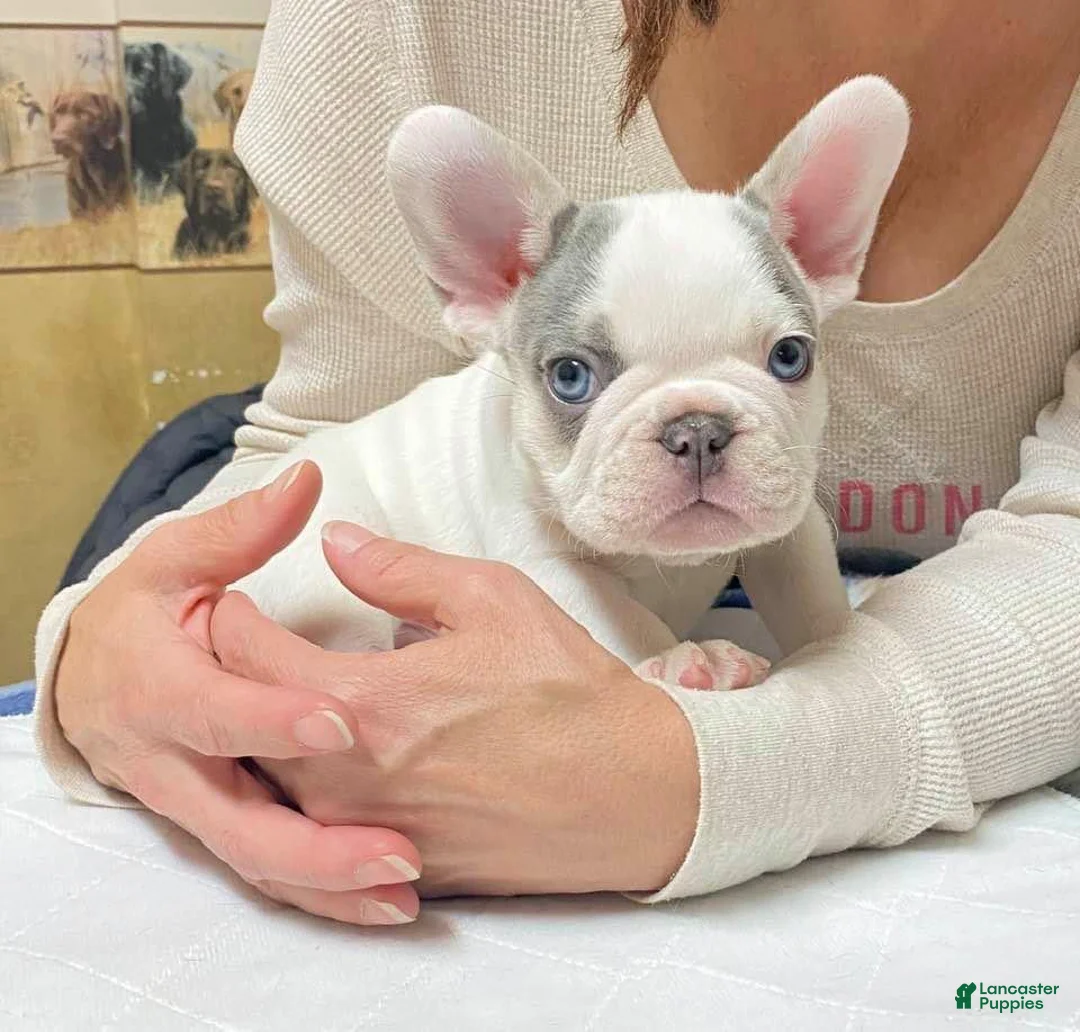 French Bulldog dogs for sale: Paris Our Lilac Tan Pied Girl 💕 - Ad 2
