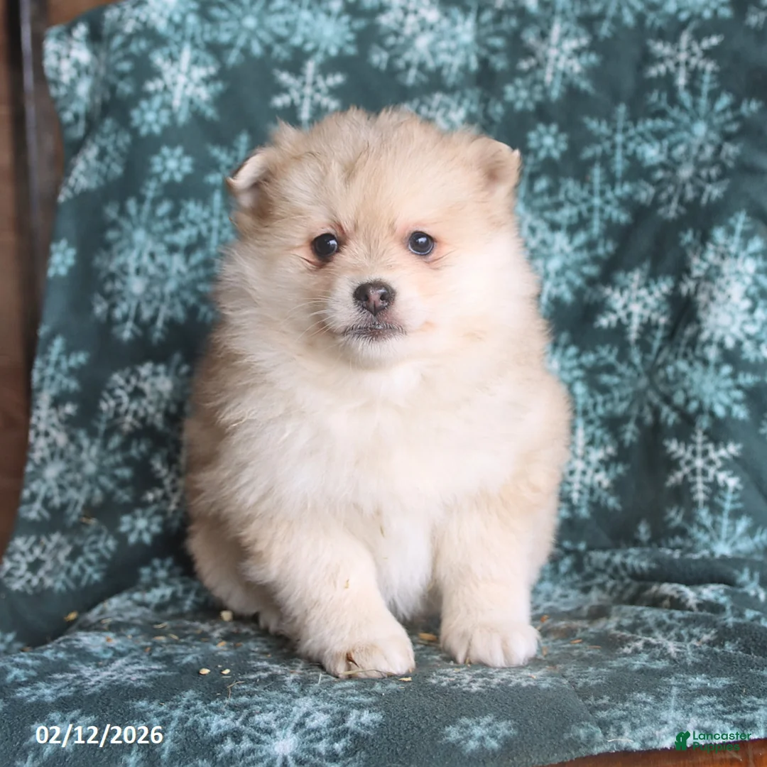 Pomsky dogs for sale: Leo - Ad 1