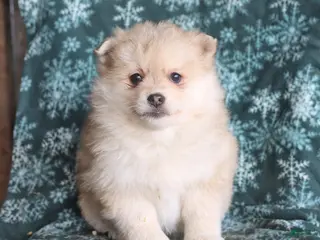 Pomsky dogs Leo - Ad 29