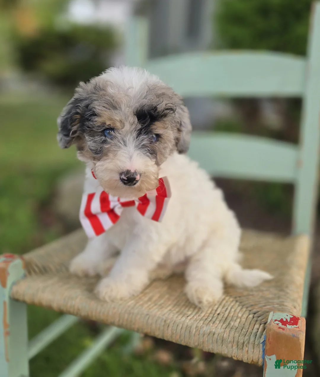 Mini Sheepadoodle dogs for sale: Jake - Ad 8