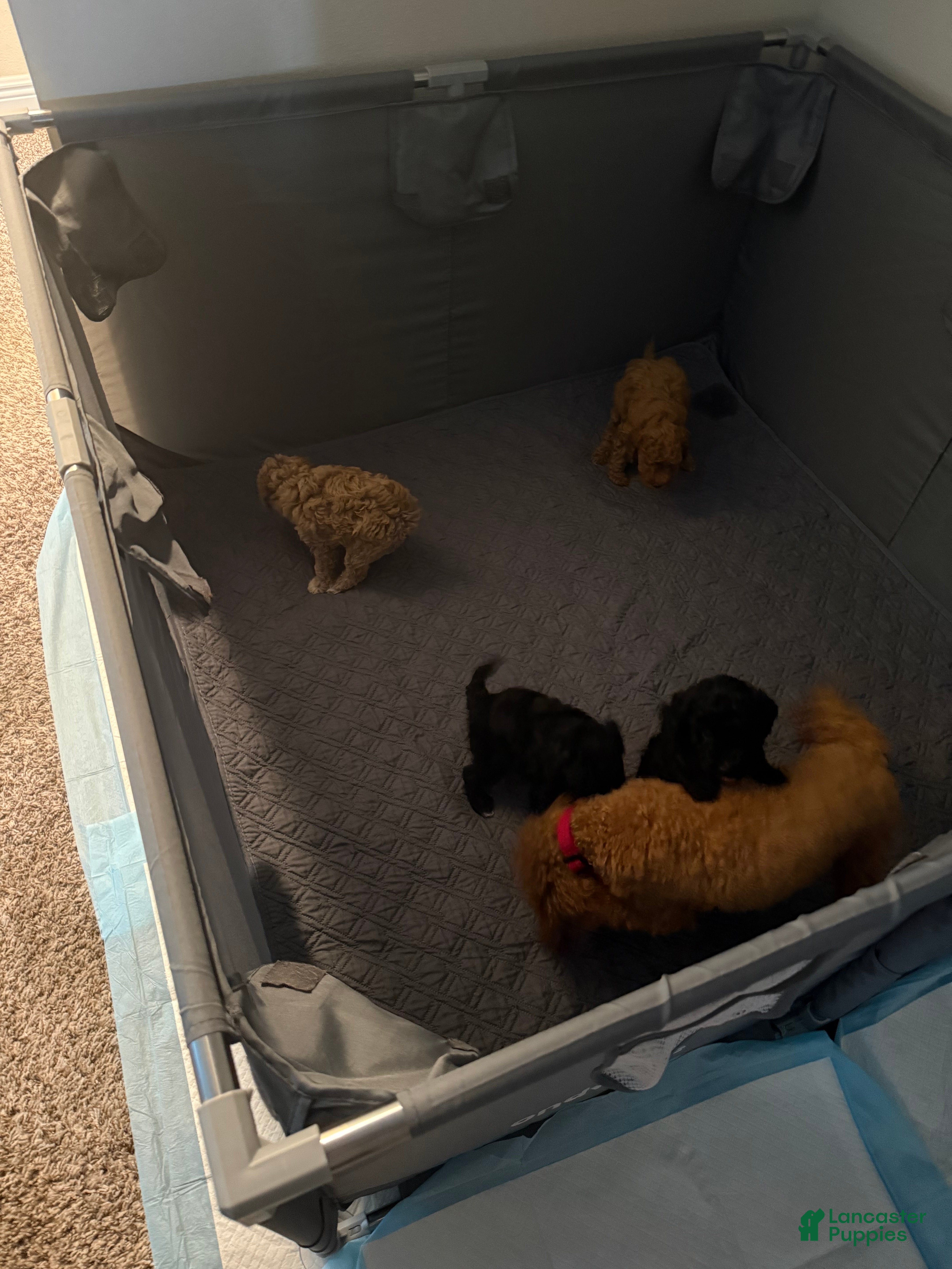 Miniature Poodle dogs Miniature Poodle 4 - Ad 28