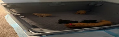 Miniature Poodle 4