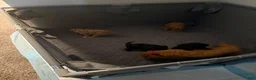 Miniature Poodle dogs for sale: Miniature Poodle 4 - Ad 1