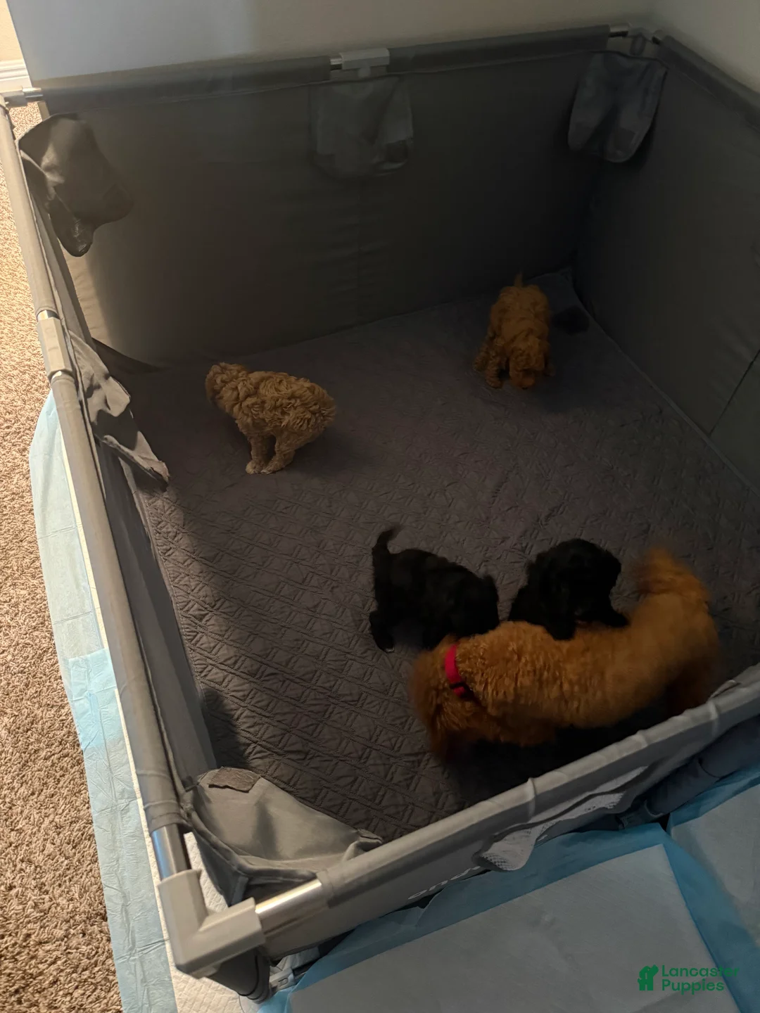 Miniature Poodle dogs for sale: Miniature Poodle 4 - Ad 1