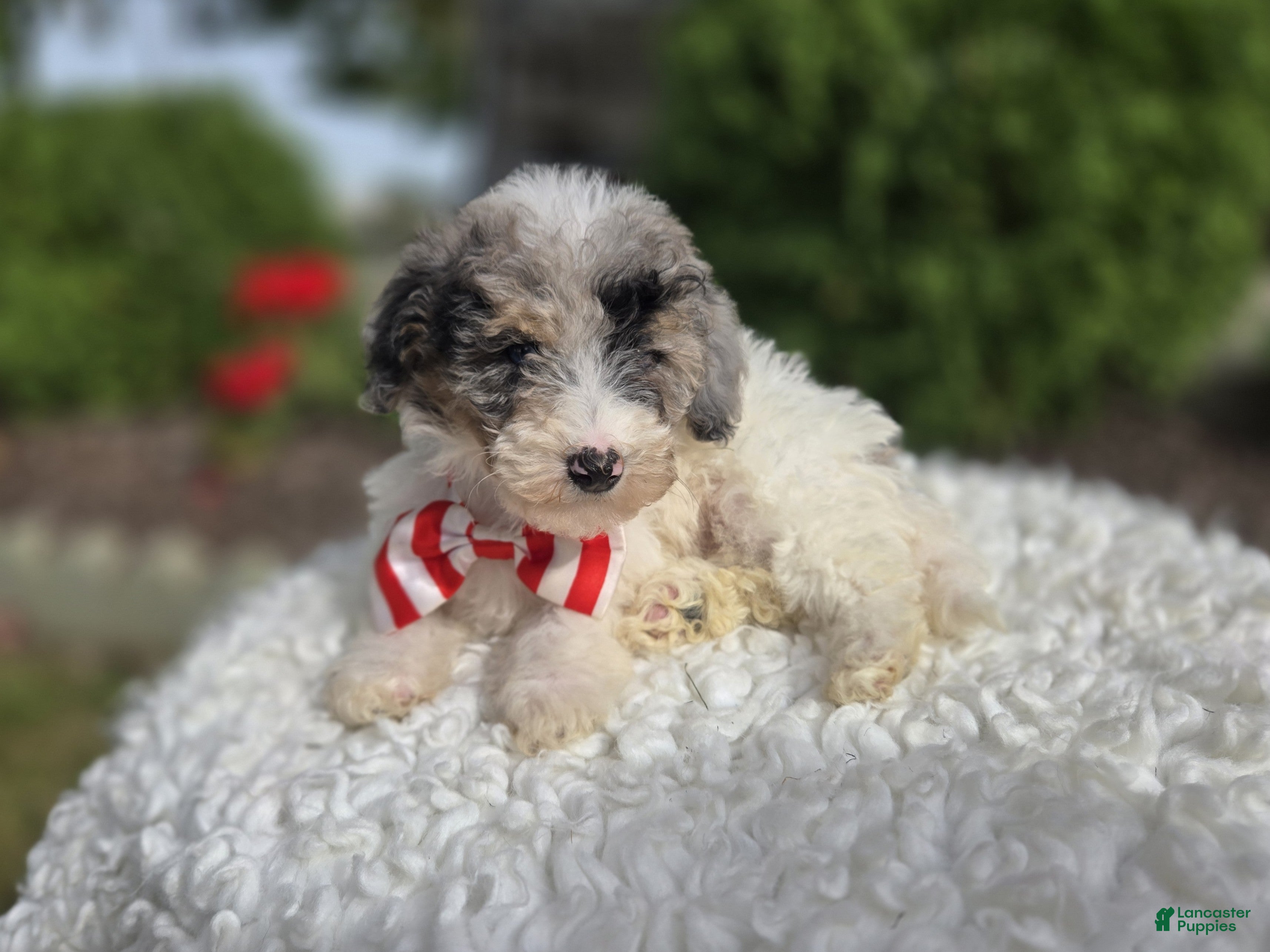 Mini Sheepadoodle dogs Jake - Ad 1
