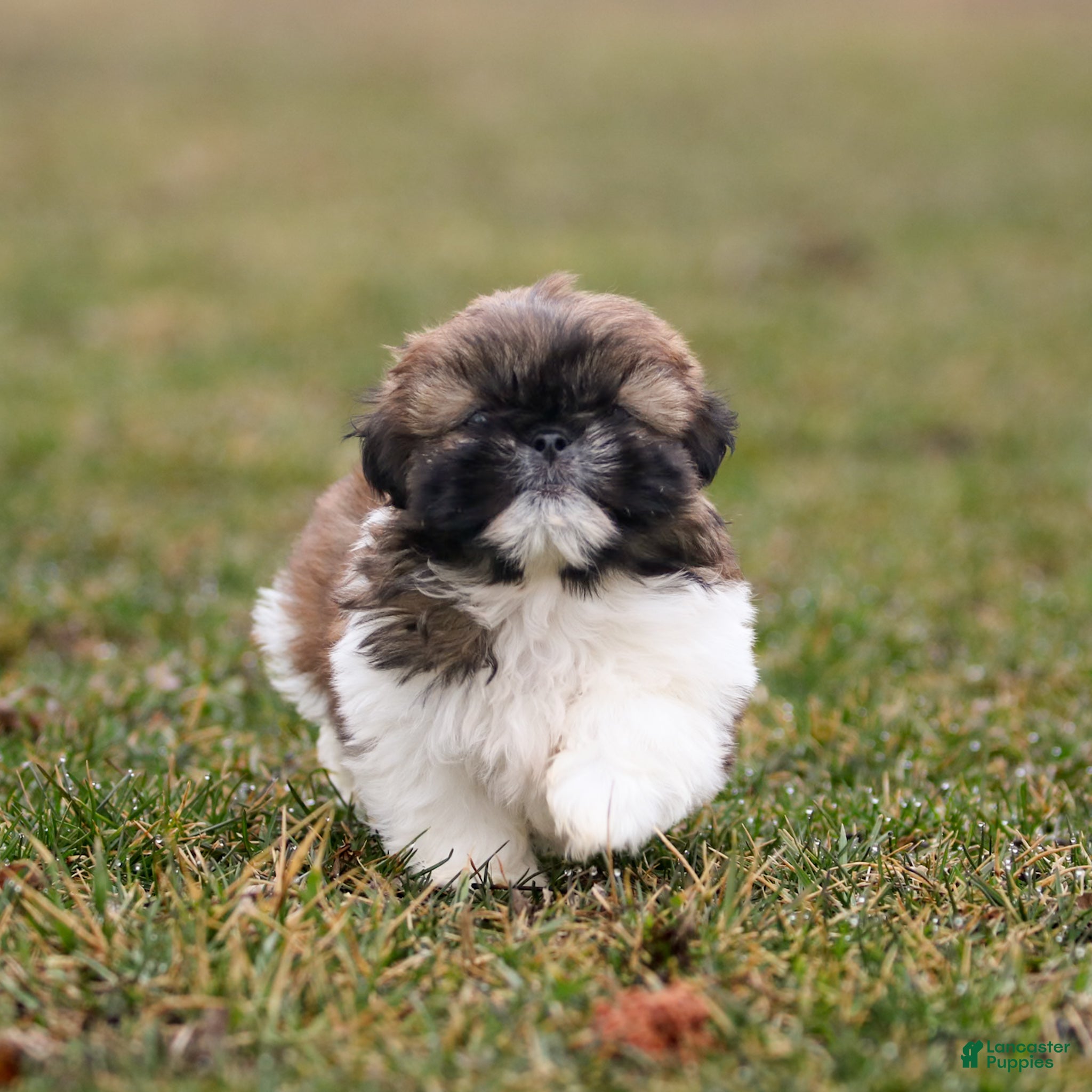 Shih Tzu dogs Jackie Shih Tzu Puppy  - Ad 1