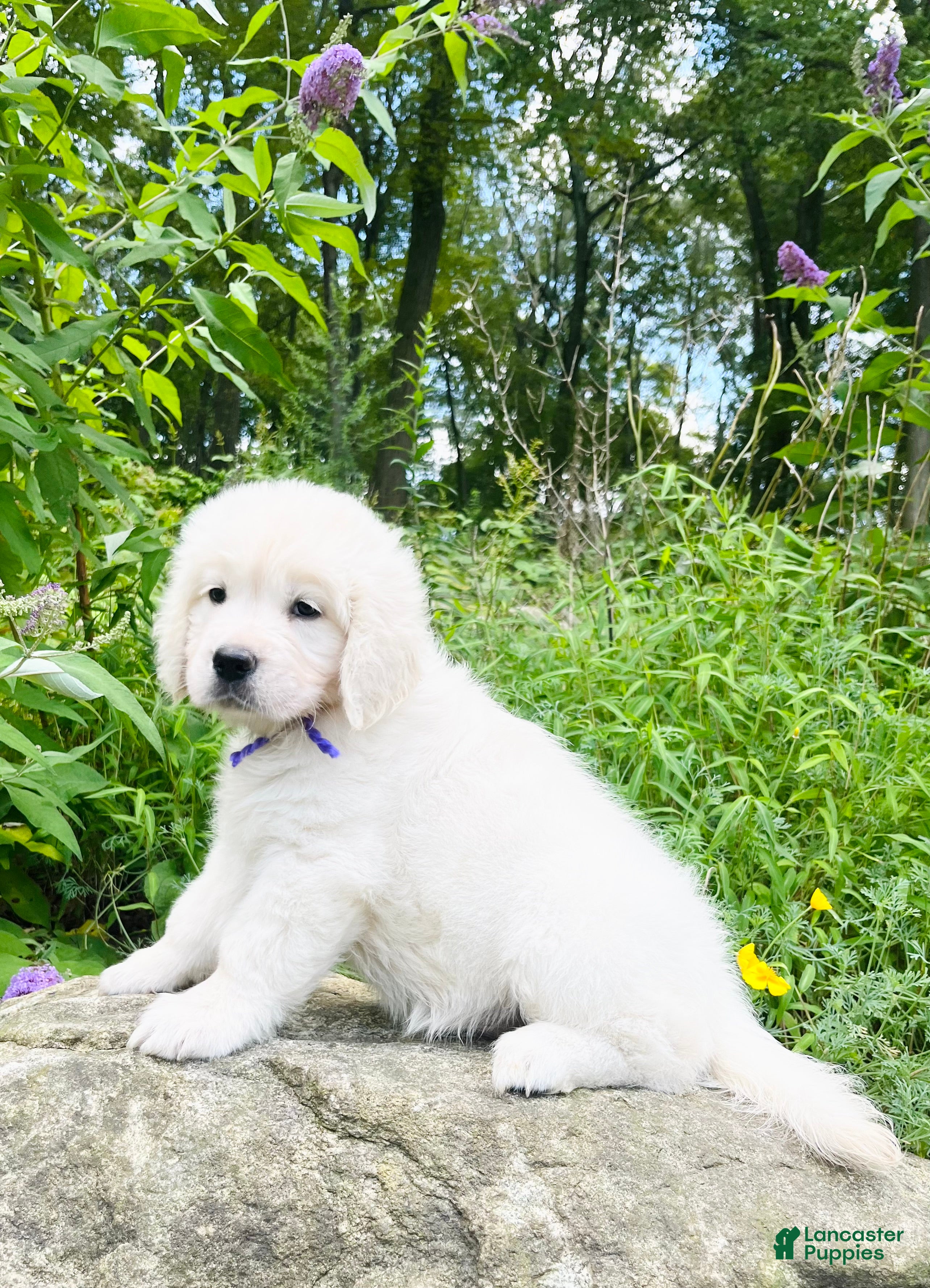 Golden Retriever dogs Golden Retriever Puppy 7 - Ad 27