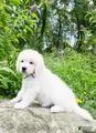 Golden Retriever Puppy 7