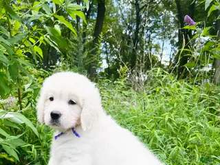 Golden Retriever dogs Golden Retriever Puppy 7 - Ad 27