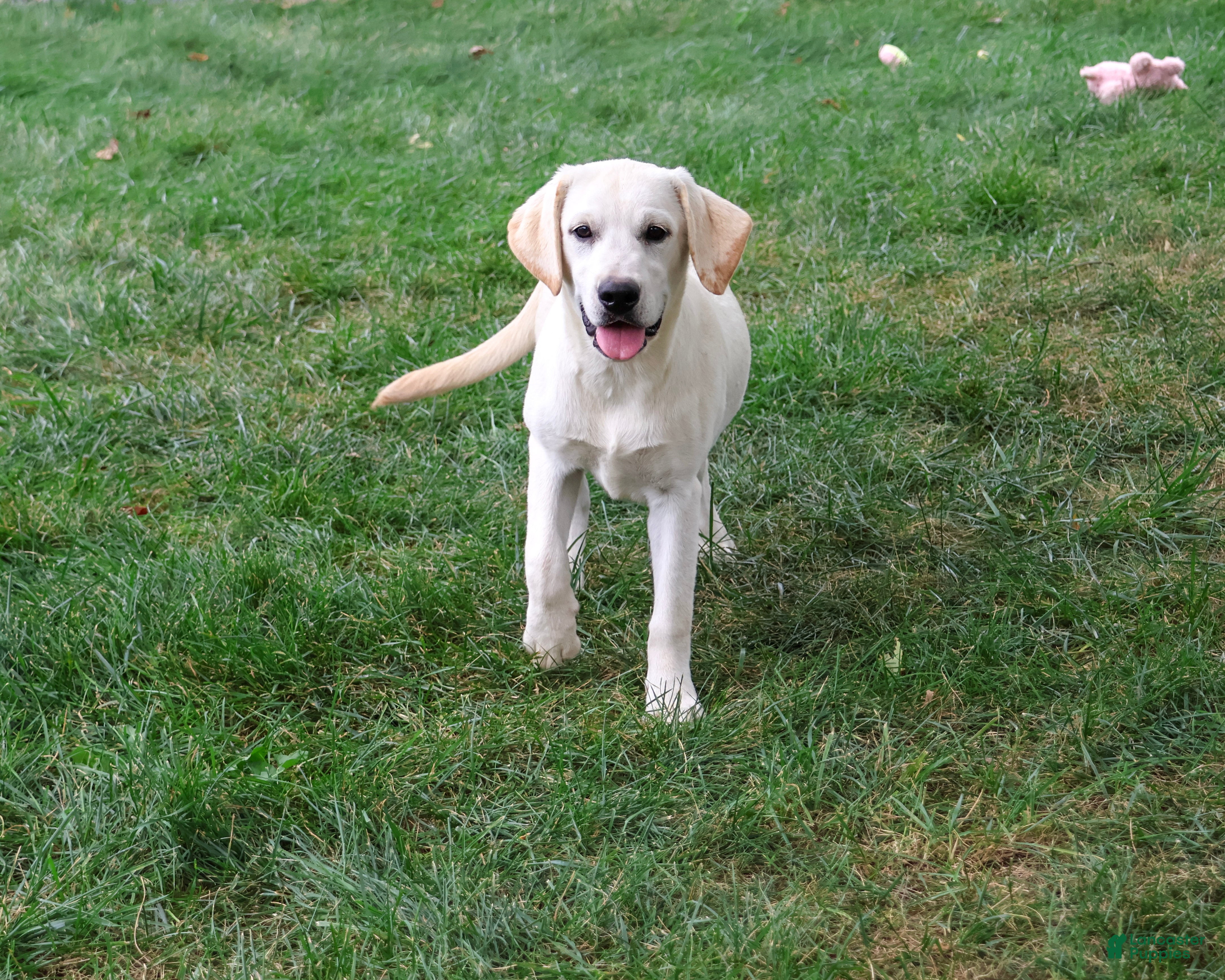 Labrador Retriever dogs Whitney - Ad 1