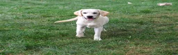 Labrador Retriever dogs for sale: Whitney - Ad 1