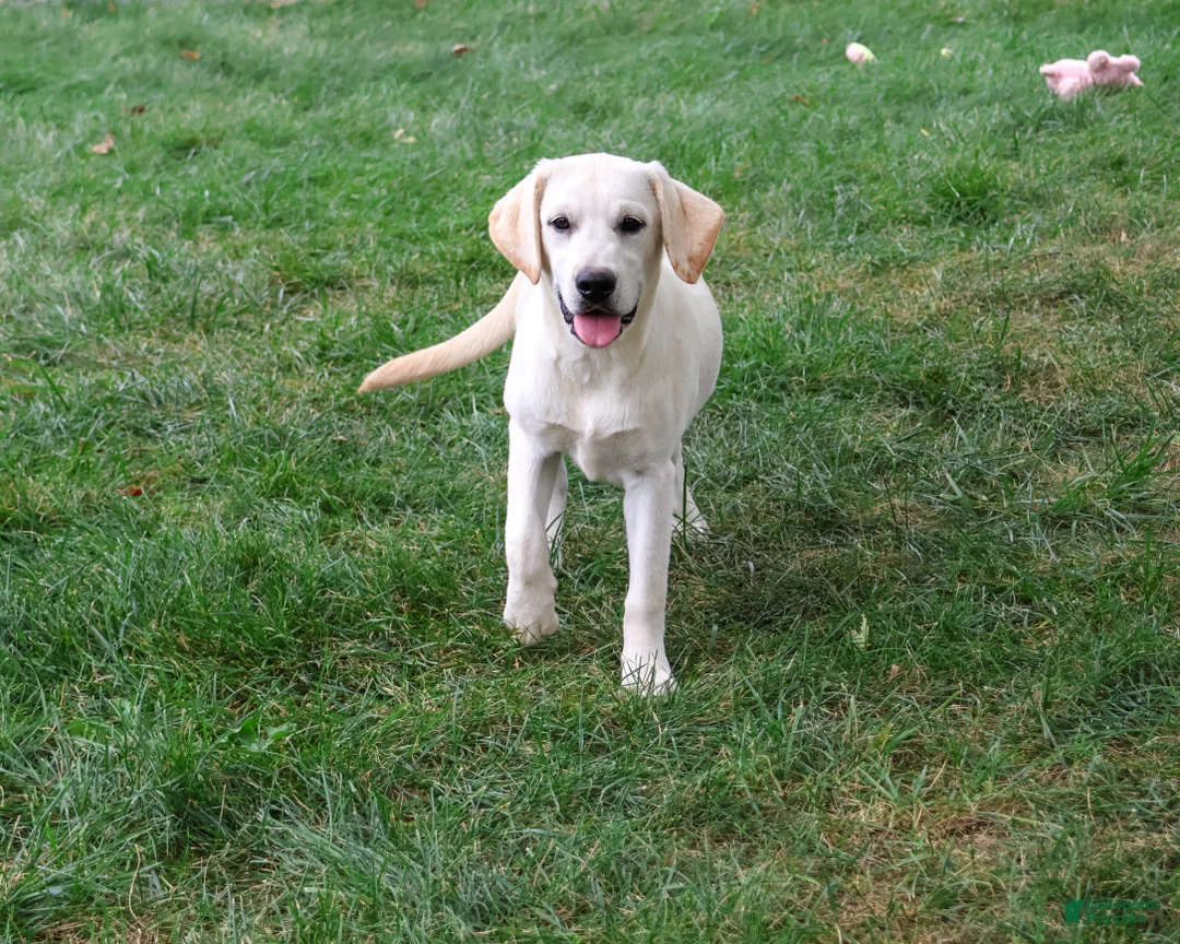 Labrador Retriever dogs for sale: Whitney - Ad 1