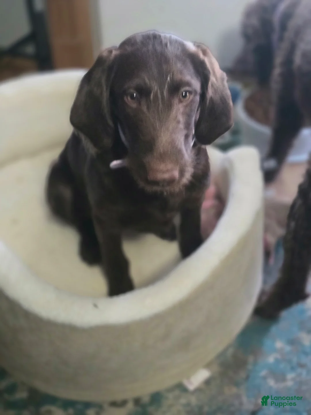 Labradoodle dogs for sale: Red - Ad 1