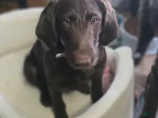 Labradoodle dogs for sale: Red - Ad 2