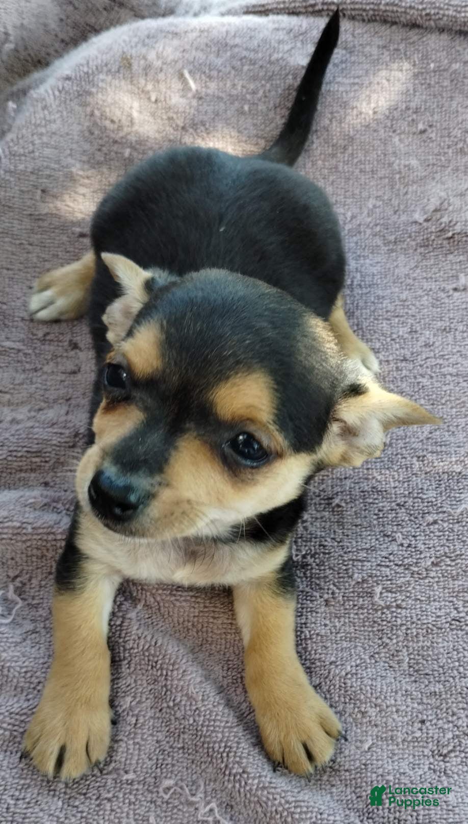 Mixed Breed dogs Boy - Ad 1