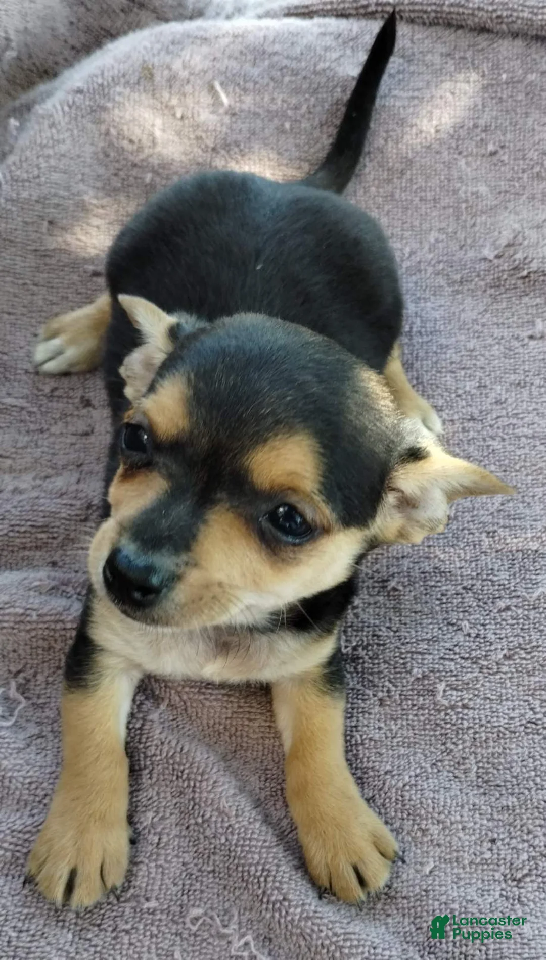 Mixed Breed dogs for sale: Boy - Ad 1