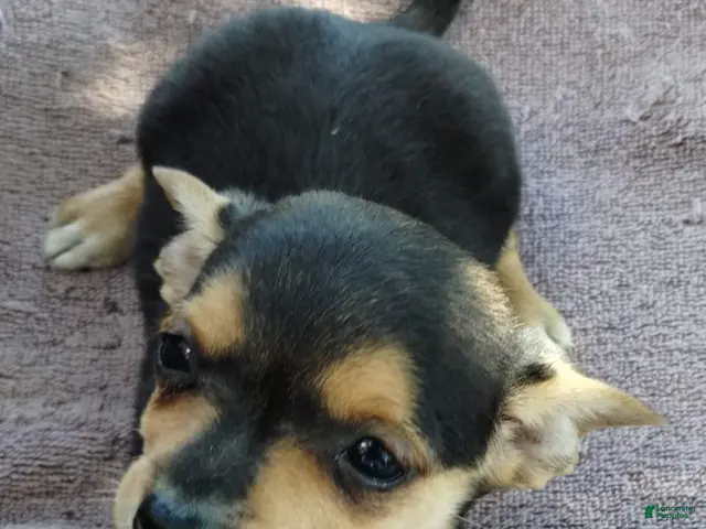 Mixed Breed dogs for sale: Boy - Ad 1