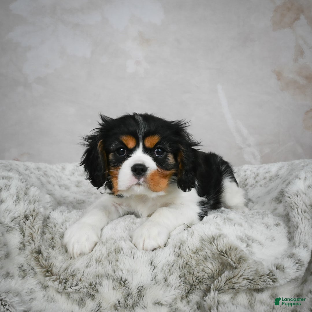 Cavalier King Charles Spaniel dogs for sale: Lincoln - Ad 11