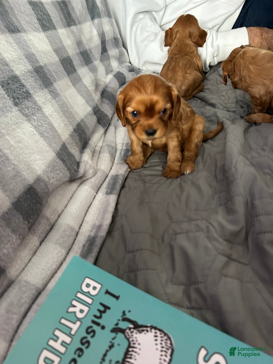 Cavalier King Charles Spaniel dogs for sale: Cinnamon  - Ad 5