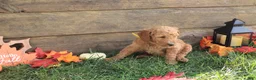 Standard Poodle dogs for sale: Adam - Ad 2