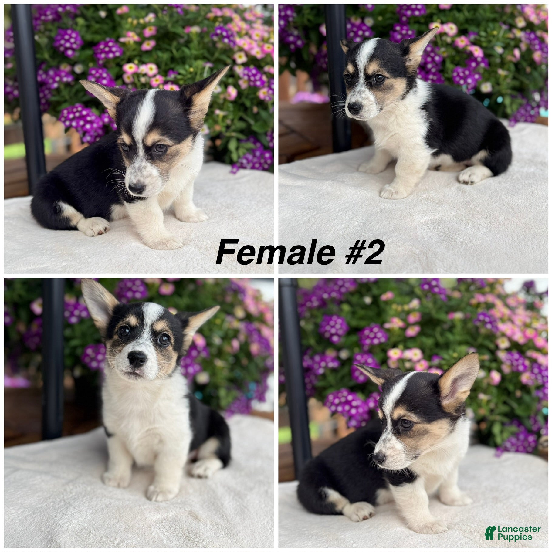 Welsh Corgi Pembroke dogs Corgi Female Black Tri - Ad 1