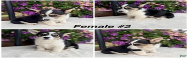 Corgi Female Black Tri