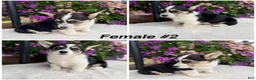 Welsh Corgi Pembroke dogs for sale: Corgi Female Black Tri - Ad 1