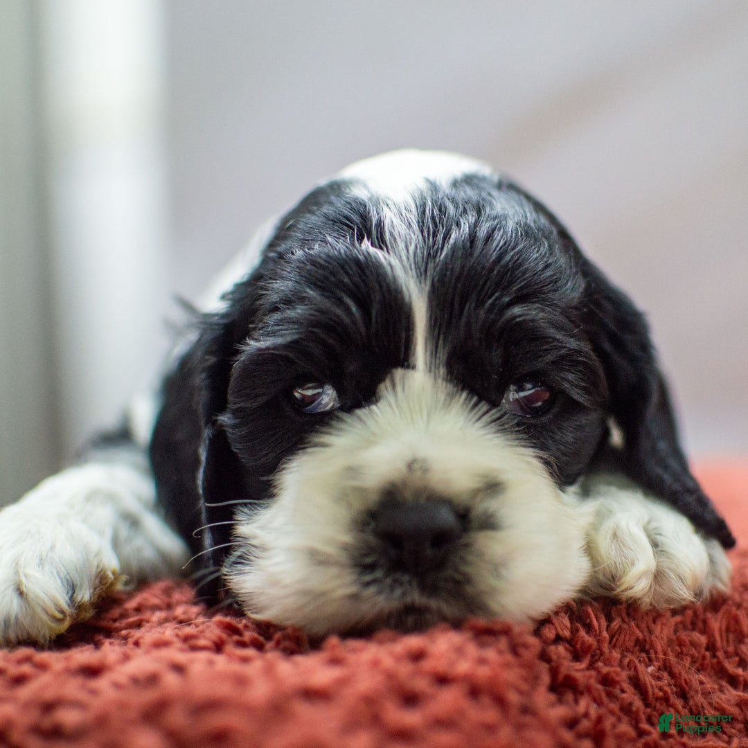 Cocker Spaniel dogs for sale: Newton - Ad 3