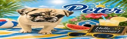 Pug dogs for sale: Peter - Ad 1