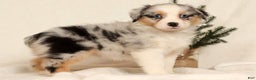 Miniature Australian Shepherd dogs for sale: Tulip - Ad 7