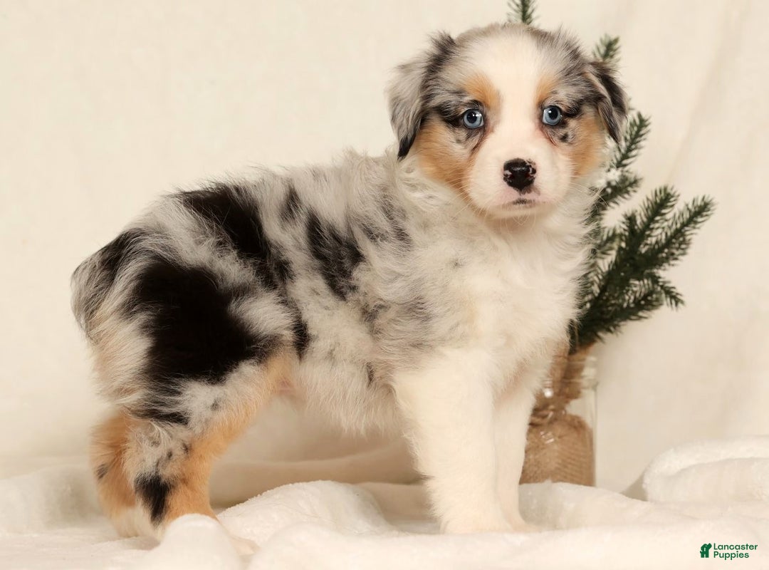 Miniature Australian Shepherd dogs for sale: Tulip - Ad 7