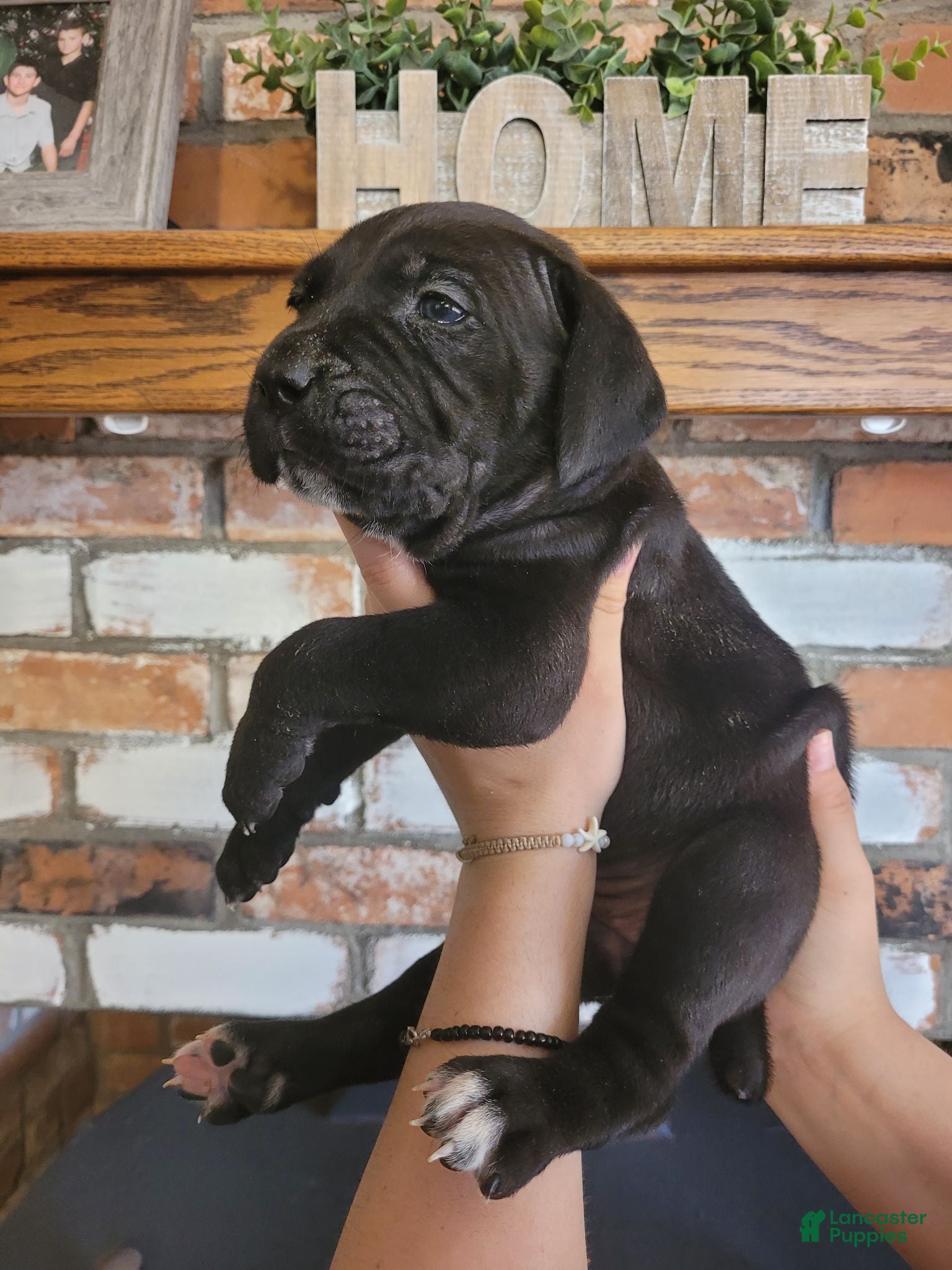 Cane Corso dogs Star - Ad 2