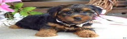 Yorkshire Terrier dogs for sale: Chase - Ad 2