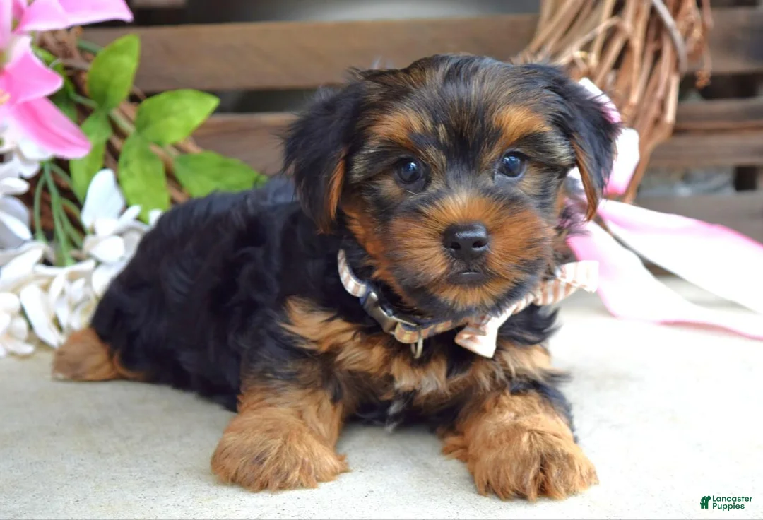 Yorkshire Terrier dogs for sale: Chase - Ad 2