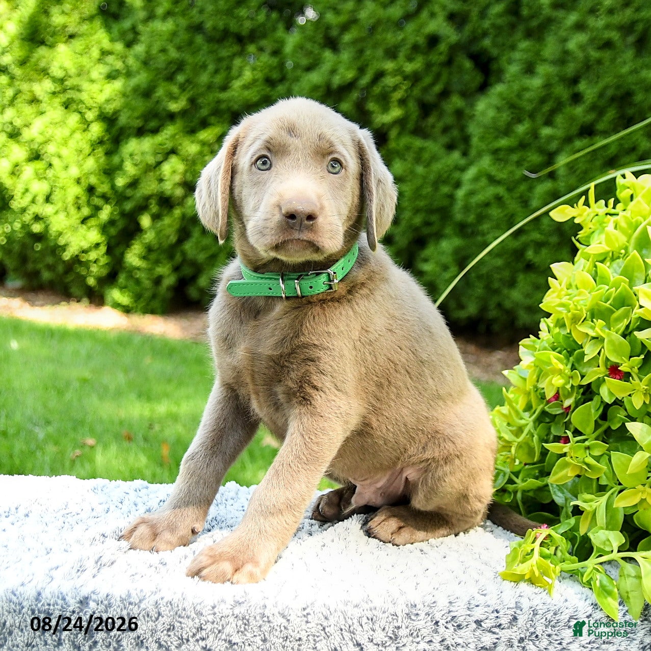 Labrador Retriever dogs Rylan - Ad 1
