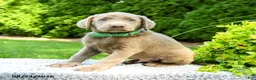 Labrador Retriever dogs for sale: Rylan - Ad 1