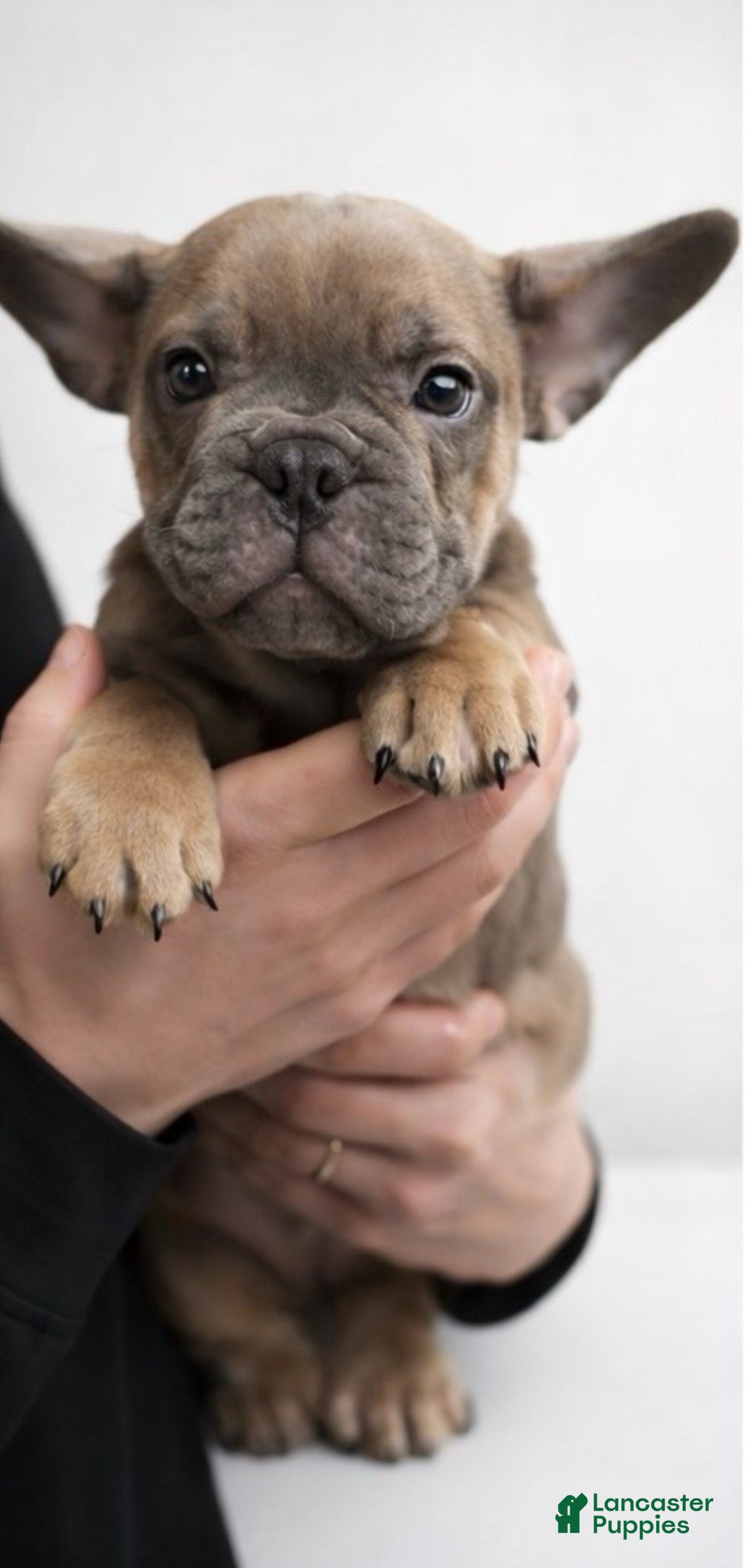 French Bulldog dogs French Bulldog Puppy 1 - Ad 2