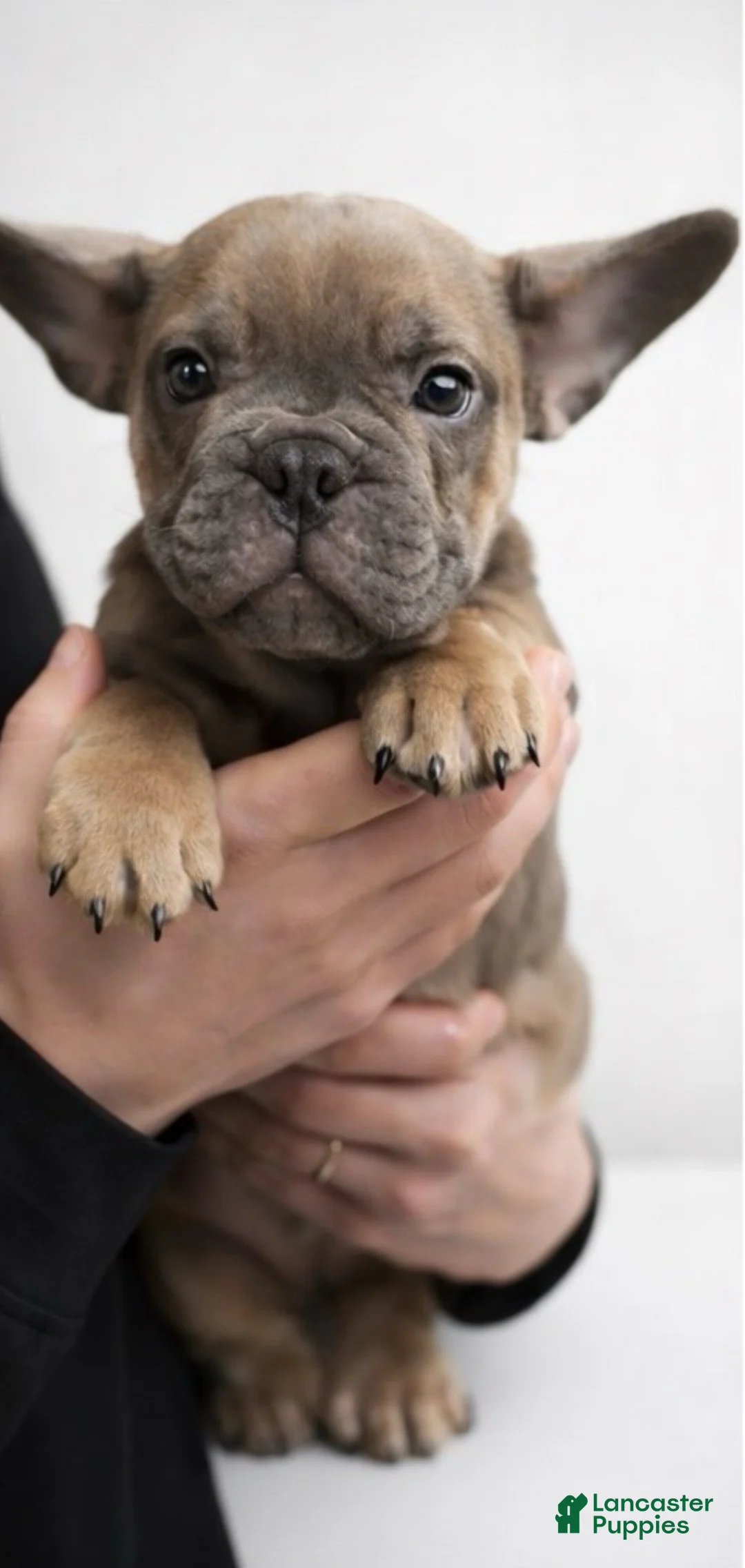 French Bulldog dogs for sale: French Bulldog Puppy 1 - Ad 2