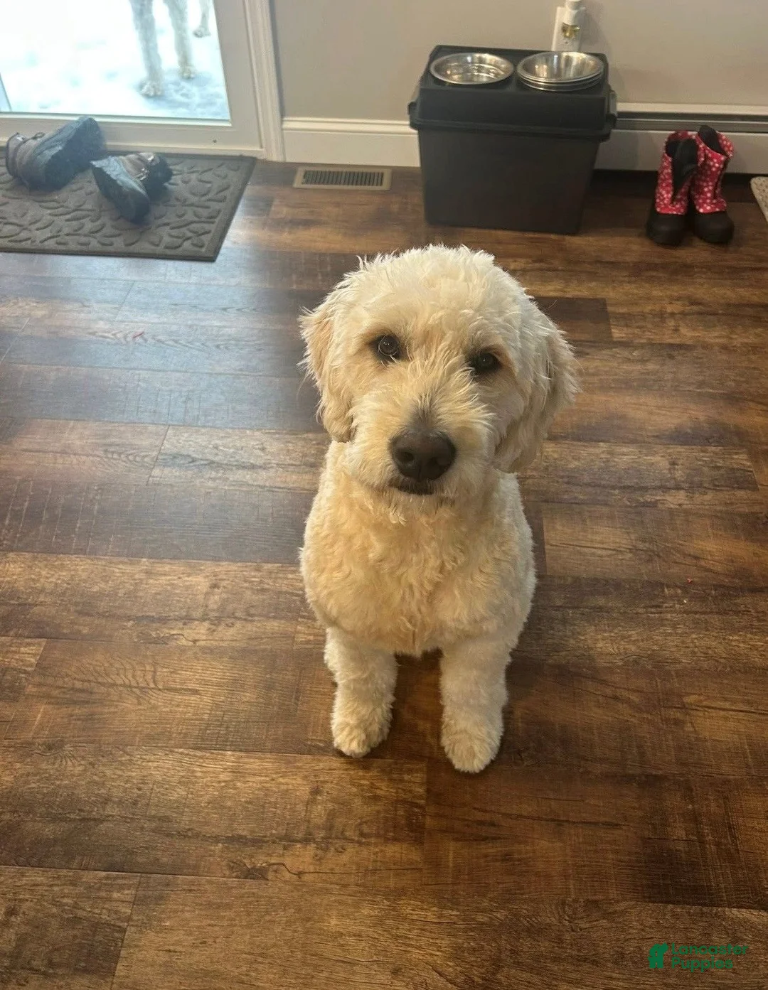 Goldendoodle dogs for stud: F1 Goldendoodle Stud - Ad 1