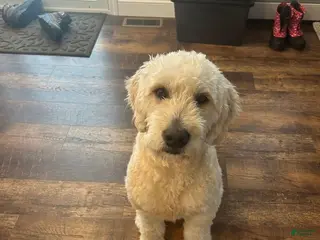 Goldendoodle dogs F1 Goldendoodle Stud - Ad 1