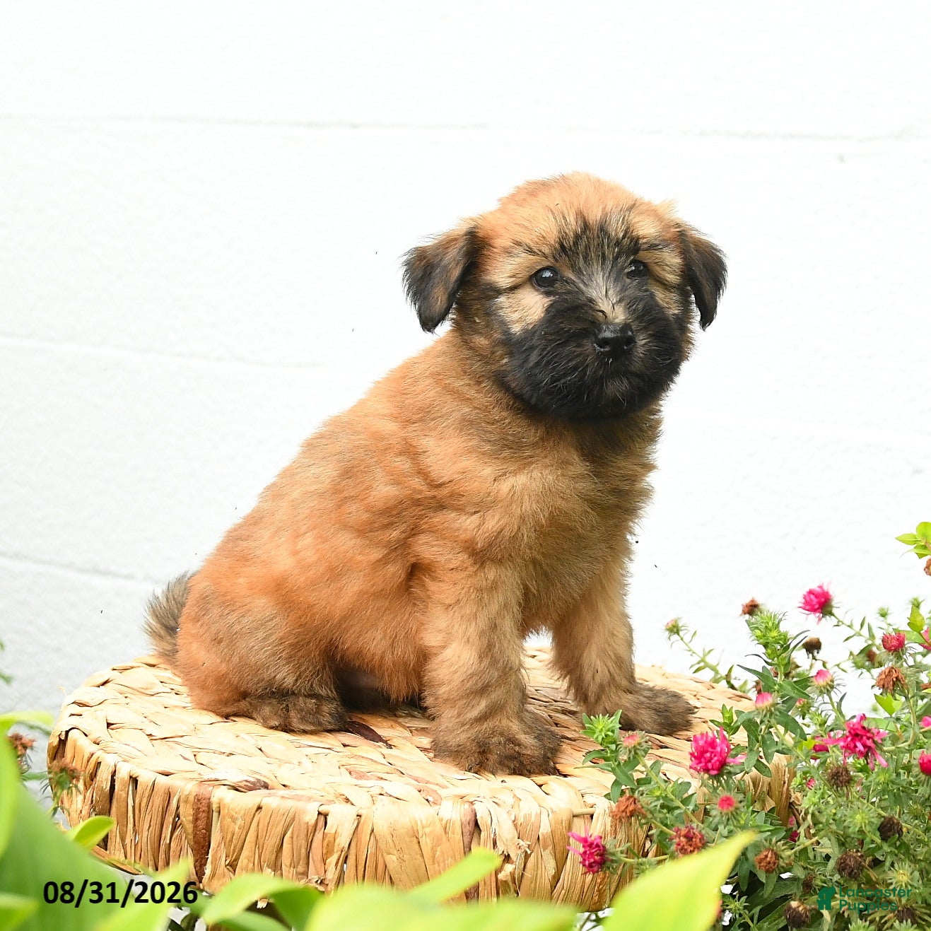 Soft Coated Wheaten Terrier dogs Chandler - Ad 1