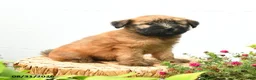 Soft Coated Wheaten Terrier dogs for sale: Chandler - Ad 1