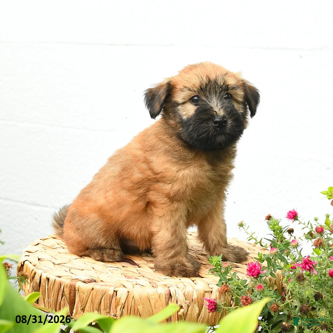 Soft Coated Wheaten Terrier dogs for sale: Chandler - Ad 1